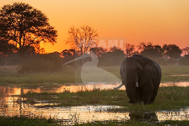 An African elephant, Loxodonta africana, walking in the Khwai river at sunset. Khwai Concession, Okavango Delta, Botswana stock-image by Agami/Sergio Pitamitz,