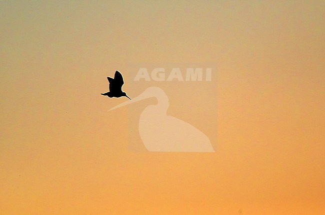 Houtsnip in vlucht in de schemering; Woodcock (Scolopax rusticola) in flight stock-image by Agami/Tomi Muukkonen,