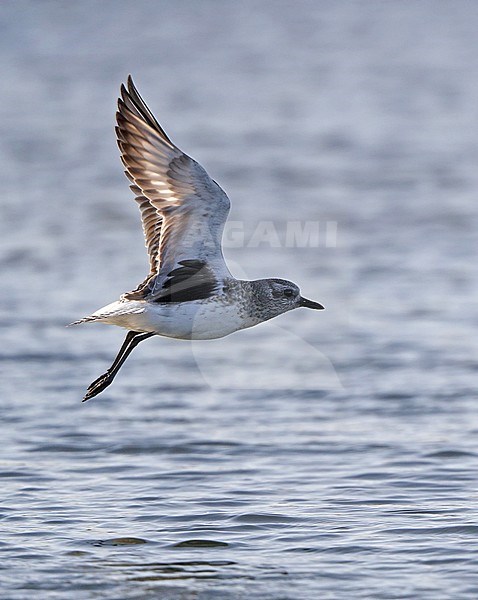 Second calender year Grey Plover (Pluvialis squatarola) taking off from mud flat at Mandø in Denmark during spring. stock-image by Agami/Helge Sorensen,
