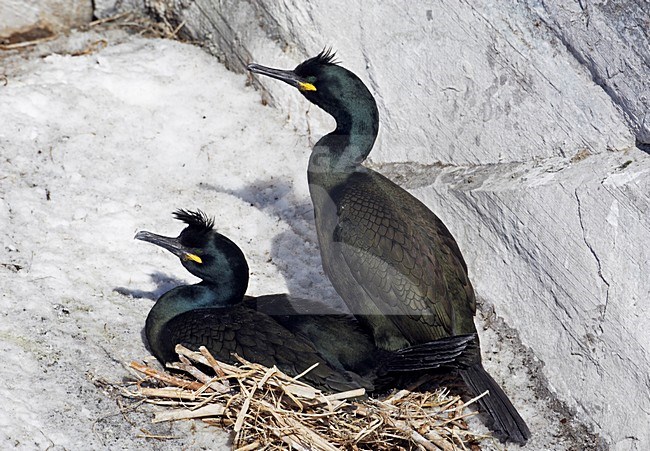 Kuifaalscholvers op het nest; European Shags on the nest stock-image by Agami/Markus Varesvuo,