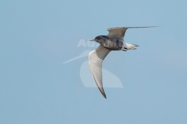 Adult American Black Tern (Chlidonias niger surinamensis) in breeding plumage at Galveston County, Texas, in spring. Flying past. stock-image by Agami/Brian E Small,