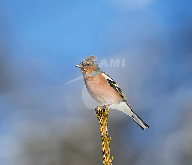 Chaffinch - Buchfink - Fringilla coelebs ssp. coelebs, Austria, adult male stock-image by Agami/Ralph Martin,