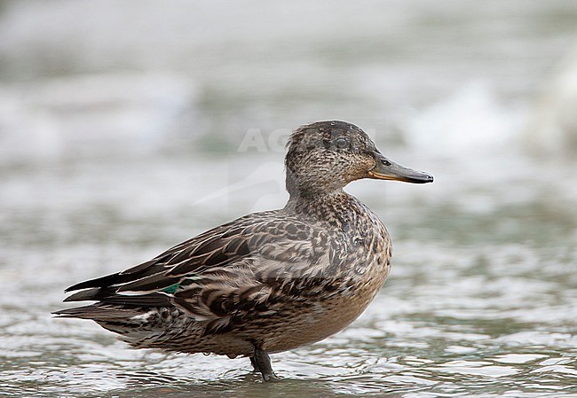 Adult female Common Teal (Anas crecca) standing on the edge of a small pond on the Azores. stock-image by Agami/Marc Guyt,