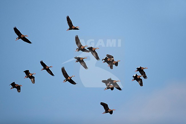 A flock of Black-bellied Whistling-Duck (Dendrocygna autumnalis ssp. fulgens) in flight photographed against the blue sky stock-image by Agami/Mathias Putze,