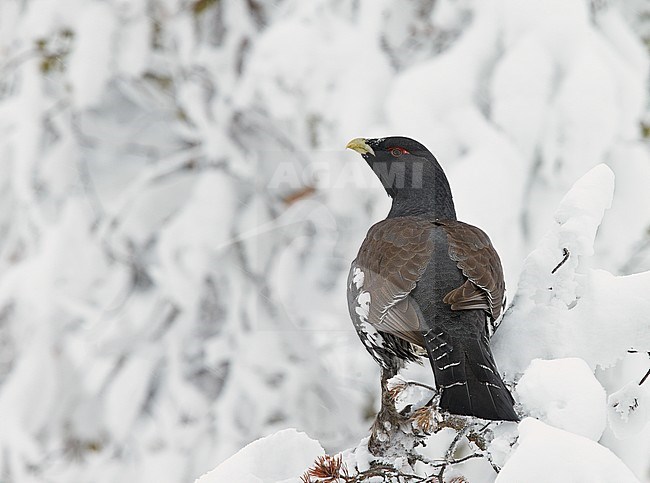 Capercaillie (Tetrao urogallus) Kuusamo Finland January 2013 stock-image by Agami/Markus Varesvuo,