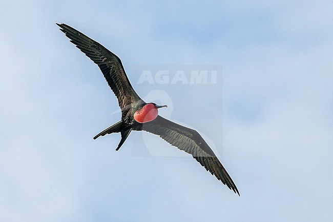 Adult male Great Frigatebird (Fregata minor) displaying in flight over an atoll in the Amirante Islands in the Indian Ocean. stock-image by Agami/David Monticelli,