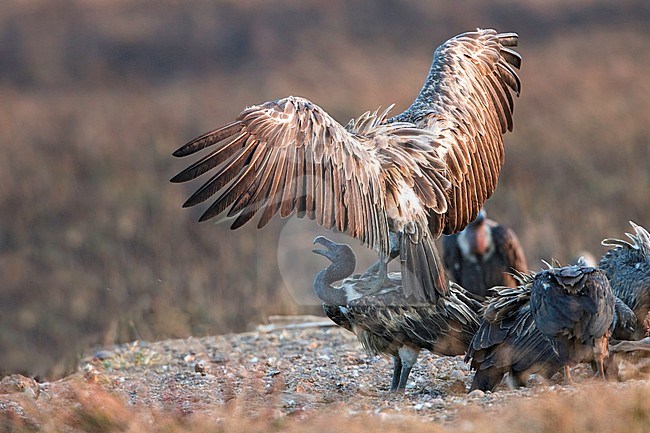 Dunsnavelgier, Slender-billed Vulture, Gyps tenuirostris stock-image by Agami/Dubi Shapiro,
