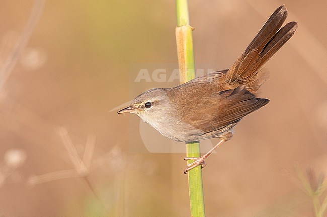 Cetti's Warbler (Cettia cetti), side view of an adult perched on a reed, Campania, Italy stock-image by Agami/Saverio Gatto,
