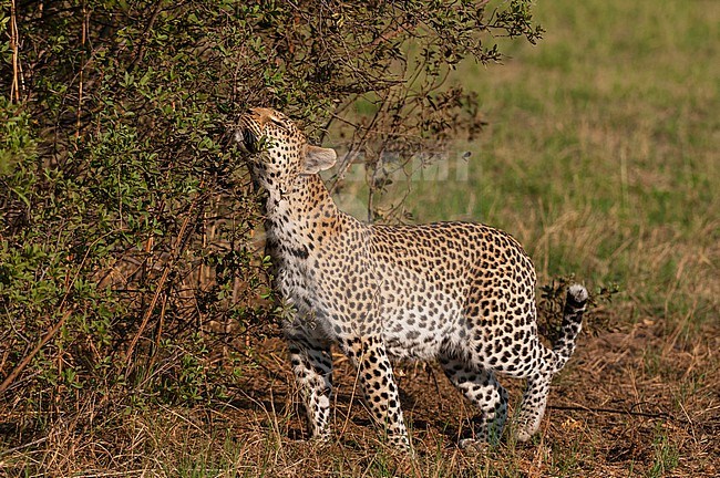 A female leopard, Panthera pardus, leaving scent marks as she patrols her territory. Khwai Concession, Okavango Delta, Botswana. stock-image by Agami/Sergio Pitamitz,