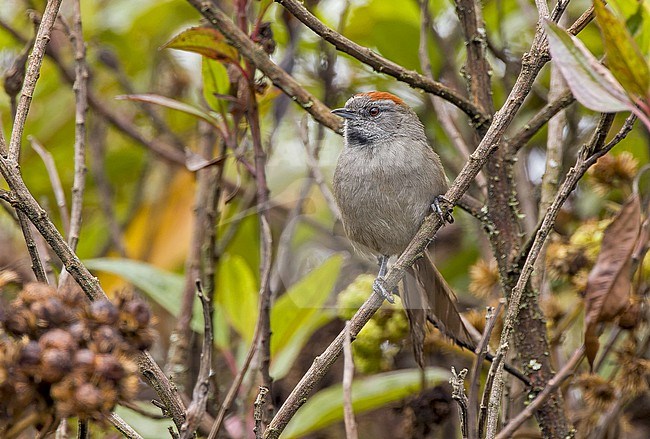 Silvery-throated Spinetail (Synallaxis subpudica) in Colombia. stock-image by Agami/Pete Morris,