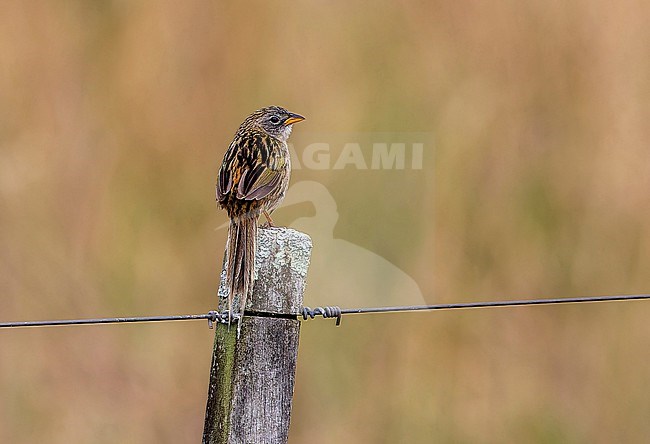 Lesser Grass-finch, Emberizoides ypiranganus, perched on fencepost in Southern Cone grasslands stock-image by Agami/Andy & Gill Swash ,