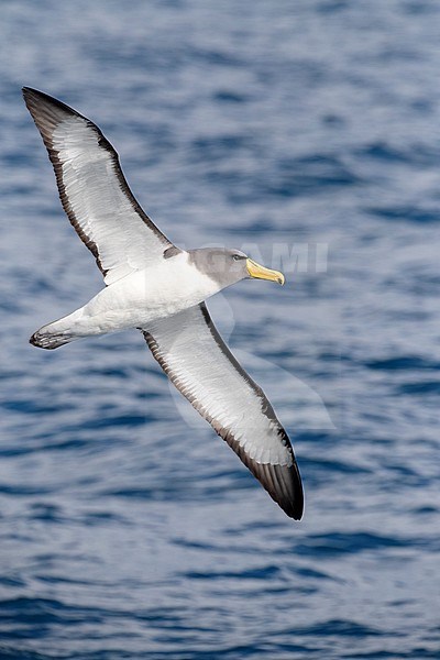 Adult Chatham Albatross (Thalassarche eremita) in flight off Chatham Islands, New Zealand. stock-image by Agami/Marc Guyt,