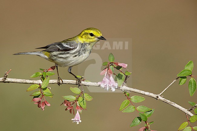Adult female Black-throated Green Warbler, Setophaga virens
Galveston Co., TX stock-image by Agami/Brian E Small,