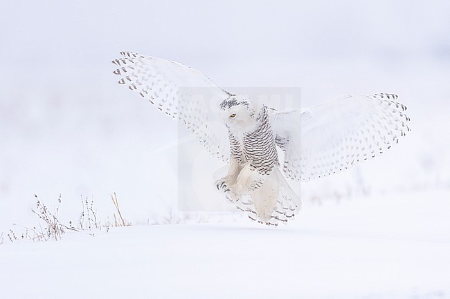 Snowy Owl (Bubo scandiacus) in snow covered landscape in Ontario Canada. stock-image by Agami/Marcel Burkhardt,