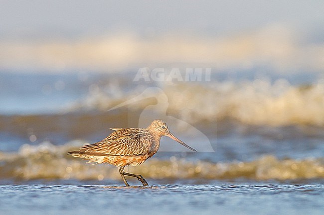 Rosse Grutto, Bar-tailed Godwit, Limosa lapponica on spring migration with stopover at north sea beach stock-image by Agami/Menno van Duijn,