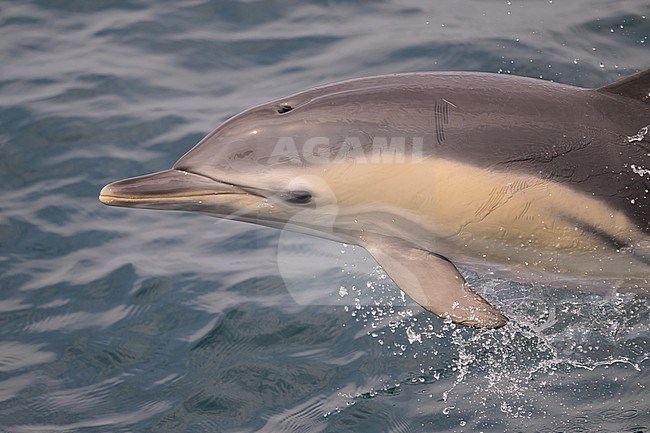 Portrait of a Common dolphin (Delphinus delphis) jumping, with the sea as background. stock-image by Agami/Sylvain Reyt,
