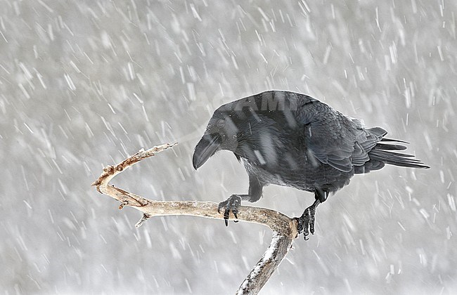 Northern Raven (Corvus corax) wintering in taiga forest in Finland. stock-image by Agami/Markus Varesvuo,