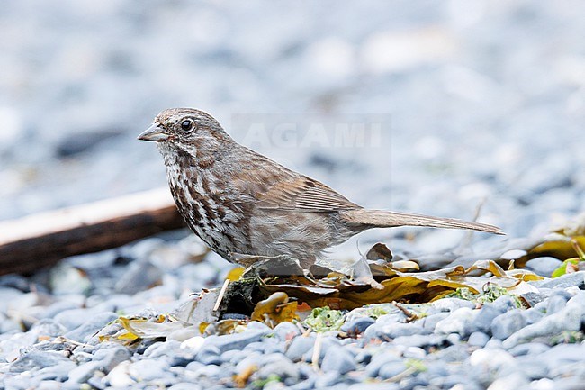 Song Sparrow (Melospiza melodia kenaiensis) taken the 20/06/2022 at Seward - Alaska. stock-image by Agami/Nicolas Bastide,