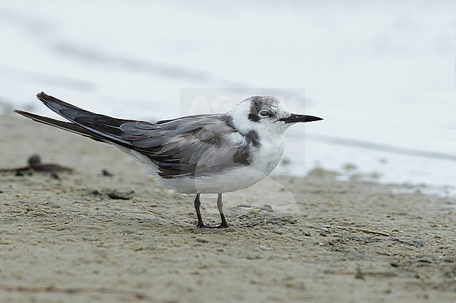 Adult American Black Tern (Chlidonias niger surinamensis) in transition to breeding plumage on beach at Galveston County, Texas, USA, in April 2016. stock-image by Agami/Brian E Small,