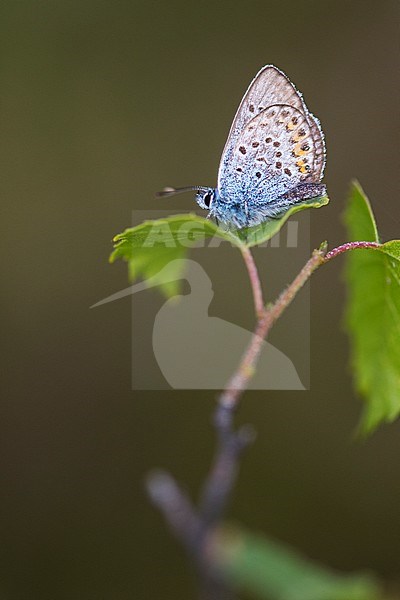 Heideblauwtje, Silver-studded Blue stock-image by Agami/Wil Leurs,