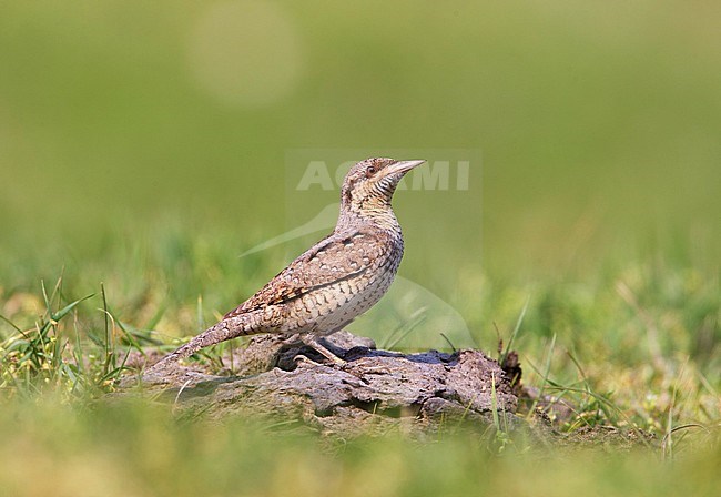 Draaihals, Eurasian Wryneck, Jynx torquilla stock-image by Agami/Arie Ouwerkerk,
