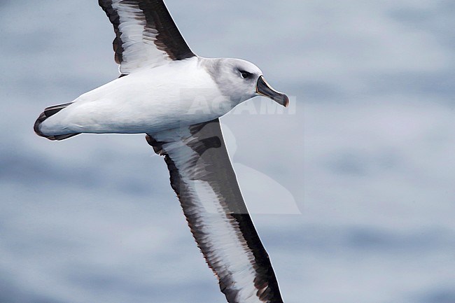 Grey-headed Albatross (Thalassarche chrysostoma) passing close by in subantarctic New Zealand waters. stock-image by Agami/Marc Guyt,