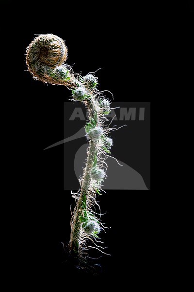 Soft Shield fern, Polystichum setiferum stock-image by Agami/Wil Leurs,