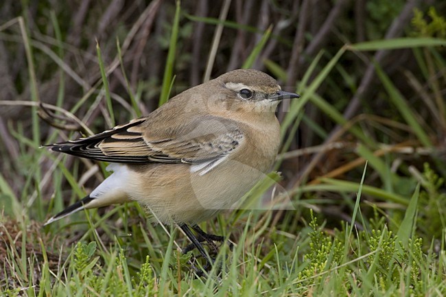 Onvolwassen Tapuit  aan de grond; Immature Northern Wheatear perched on de ground stock-image by Agami/Daniele Occhiato,