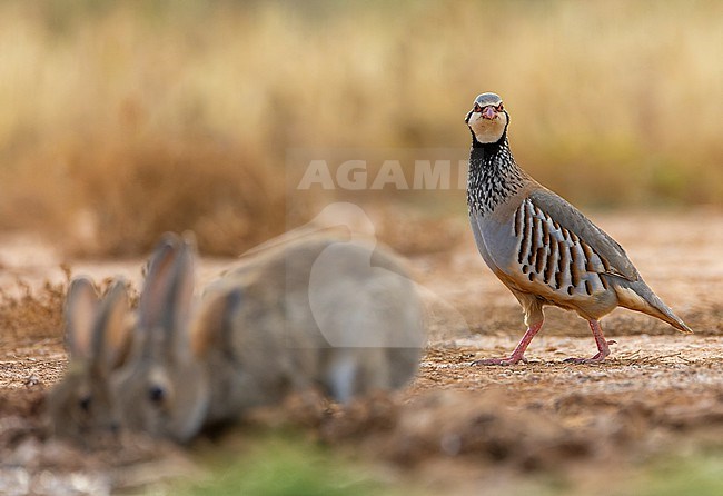 Red-legged Partridge (Alectoris rufa) at drinking station in steppes of north central Spain. Standing behind two drinking rabbits. stock-image by Agami/Marc Guyt,