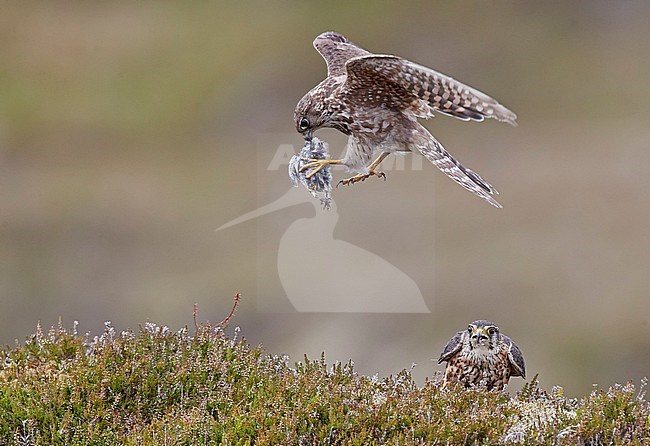 Female Merlin (Falco columbarius) landing with prey at her nest on the Shetland islands in Scotland. Male waiting on the ground. stock-image by Agami/Markus Varesvuo,