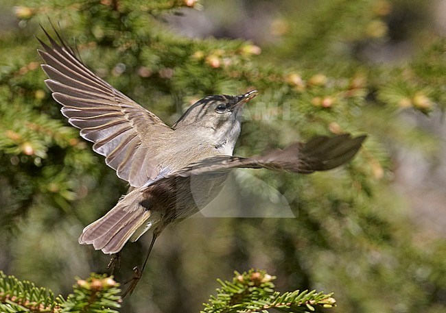 Grauwe Fitis op takje, Greenish Warbler on a branch stock-image by Agami/Markus Varesvuo,