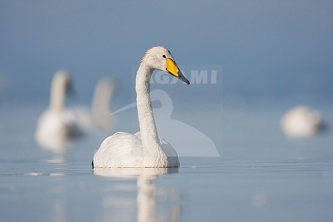 Whooper Swan - Singschwan - Cygnus cygnus, Germany, adult, with Mute Swan stock-image by Agami/Ralph Martin,
