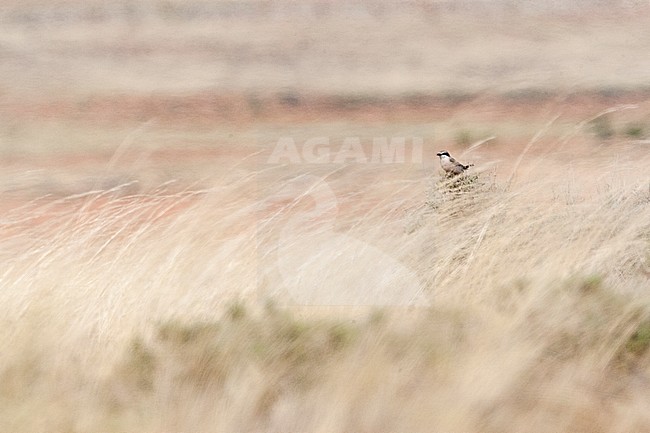 Iberische Klapekster zittend in Spaanse steppes in de zinderende hitte; Iberian Grey Shrike (Lanius meridionalis) perched in the Spanish steppes duing the heat of the day stock-image by Agami/Marc Guyt,