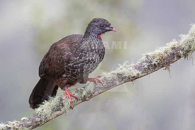 Andean Guan (Penelope montagnii) at Manizales, Colombia. stock-image by Agami/Tom Friedel,