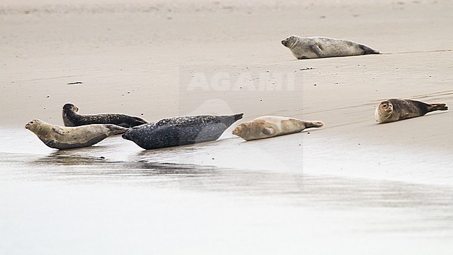 Common Seal, Phoca vitulina group resting on the beach inside a harbour. Pack of adults and immature animals. stock-image by Agami/Menno van Duijn,