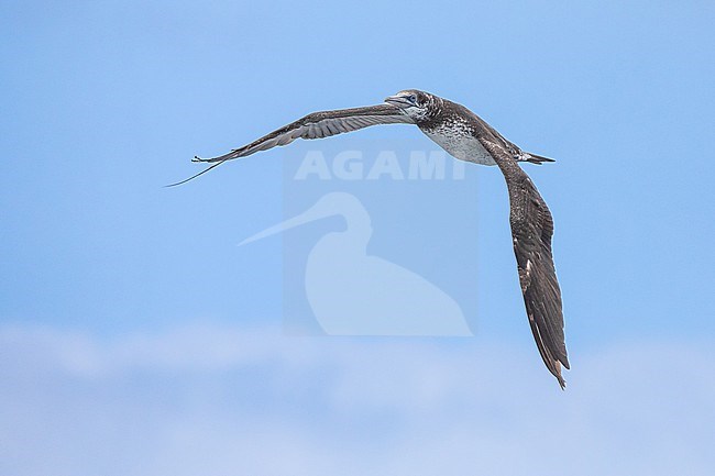 Northern Gannet (Morus bassanus), immature (2cy) in flight, with a blue sky as background stock-image by Agami/Sylvain Reyt,