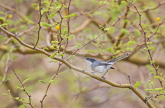 Maranon Gnatcatcher (Polioptila maior) in northern Peru. stock-image by Agami/Pete Morris,