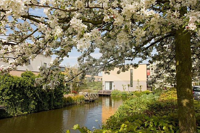 Bloeiende Malussen in woonwijk Nederland, Flowering Malus trees in neighbourhood Netherlands stock-image by Agami/Wil Leurs,