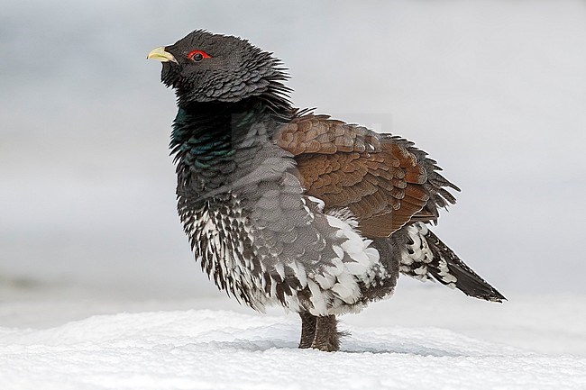 Western Capercaillie sitting on the snow in Olari, Espoo. February 2013. stock-image by Agami/Vincent Legrand,