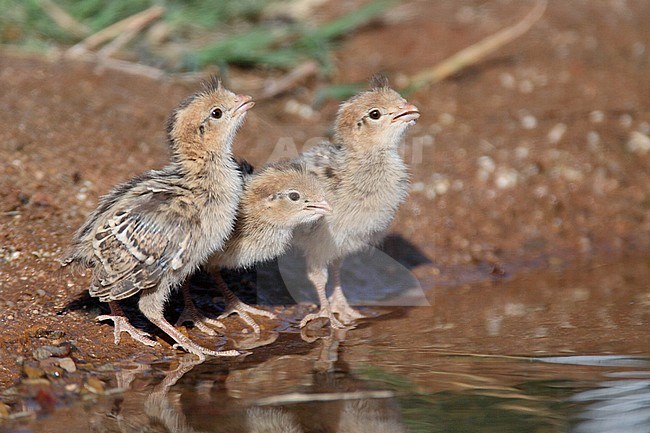 Chicks
Pima Co., AZ
April 2009 stock-image by Agami/Brian E Small,