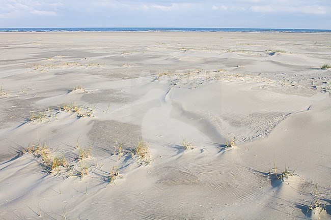 Landscape of the Dutch Wadden Isle Schiermonnikoog. Broad sandy beach. stock-image by Agami/Menno van Duijn,