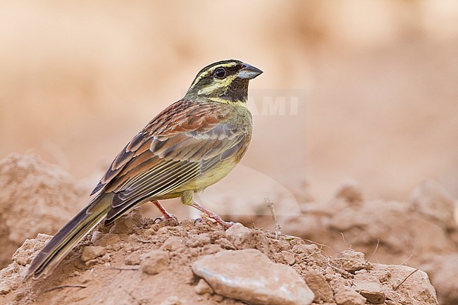 Cirl Bunting - Zaunammer - Emberiza cirlus, Morocco, adult male stock-image by Agami/Ralph Martin,