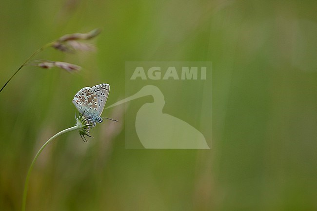 Male Chalk-hill Blue stock-image by Agami/Wil Leurs,