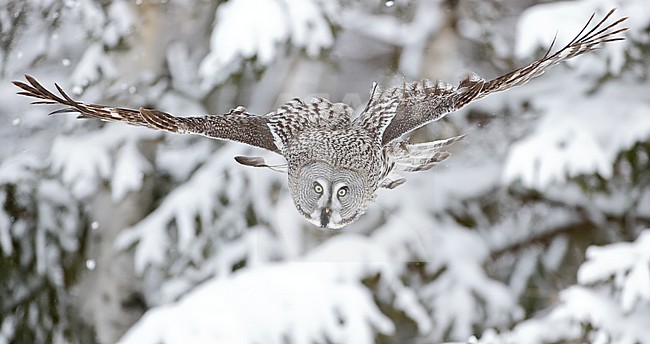 Hunting Great Grey Owl (Strix nebulosa), wintering in a cold taiga forest in northern Finland. stock-image by Agami/Markus Varesvuo,