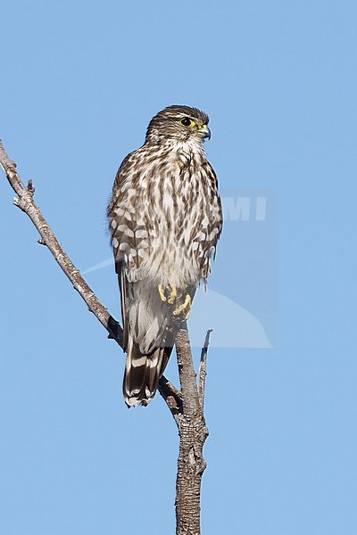 Adult female
Riverside Co., CA
January 2022 stock-image by Agami/Brian E Small,