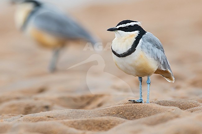 Egyptian Plover, Pluvianus aegyptius, on a riverbank of a river in Ghana. Also known as the Crocodile Bird. It has a supposed cleaning symbiosis with the Nile crocodile. stock-image by Agami/Dubi Shapiro,