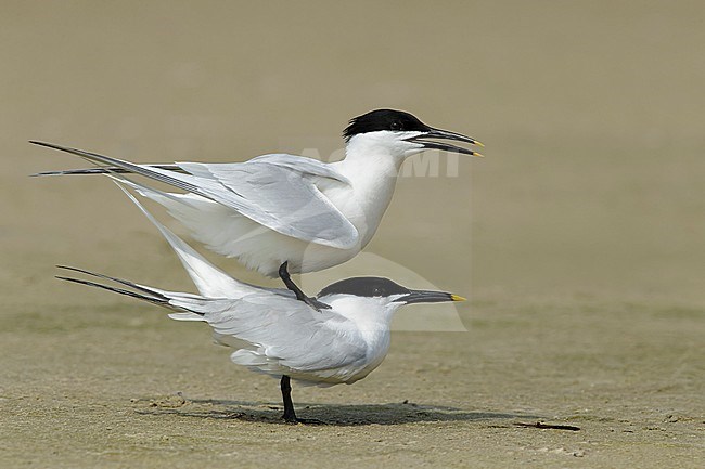 Mating pair of Cabot's Terns (Thalasseus acuflavidus) on the beach of Galveston County, Texas, USA during spring. stock-image by Agami/Brian E Small,