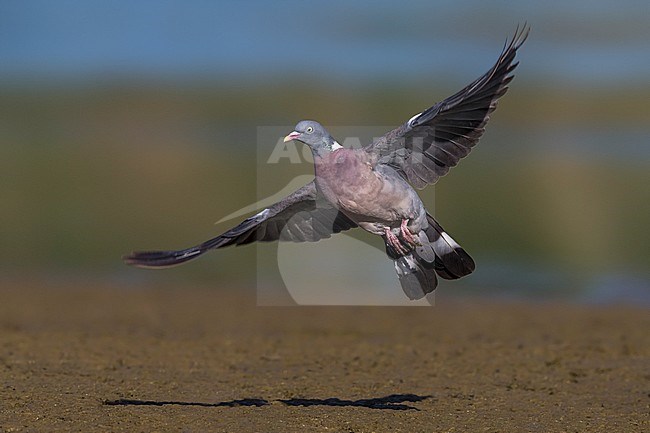 Volwassen Houtduif in vlucht; Adult Woodpigeon in flight stock-image by Agami/Daniele Occhiato,
