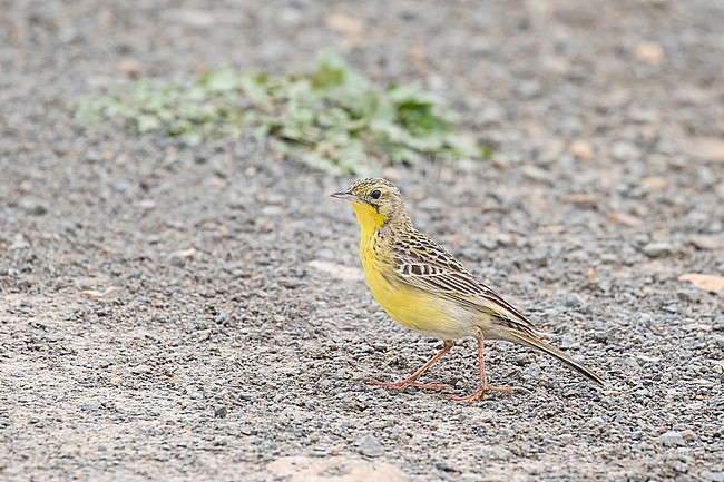 Yellow-breasted Pipit (Anthus chloris) in South Africa. stock-image by Agami/Pete Morris,