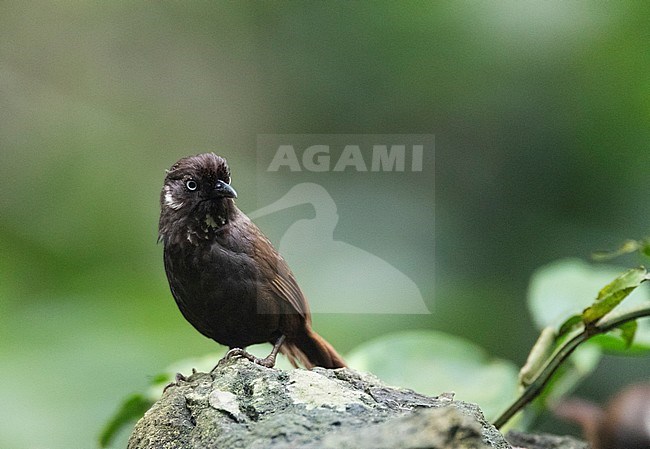 Nonggang Babbler (Stachyris nonggangensis) in understory of karst seasonal rain forest in Nonggang Natural Reserve, Guangxi province, in the Sino-Vietnamese Border Region of China. stock-image by Agami/Marc Guyt,